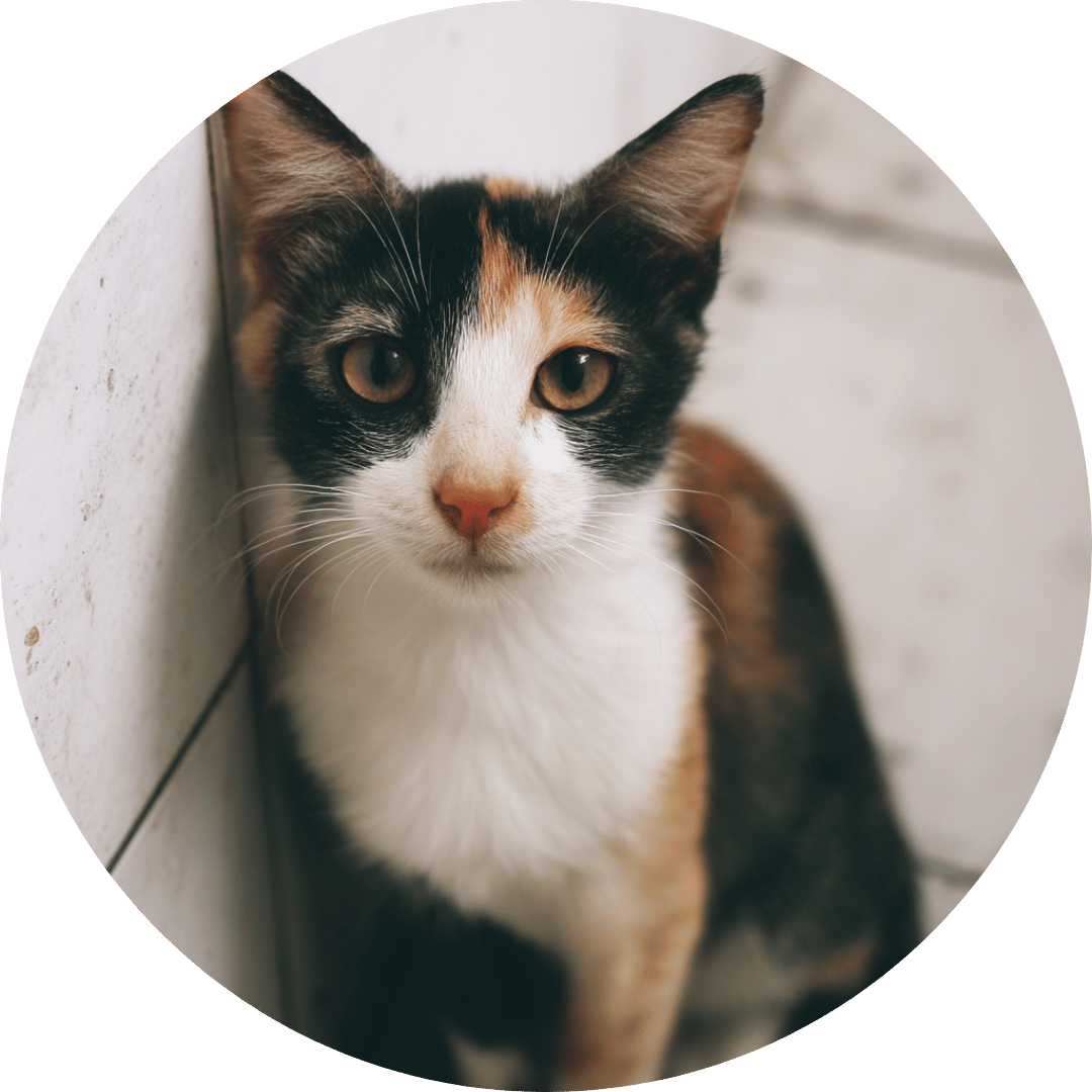 Si Belang