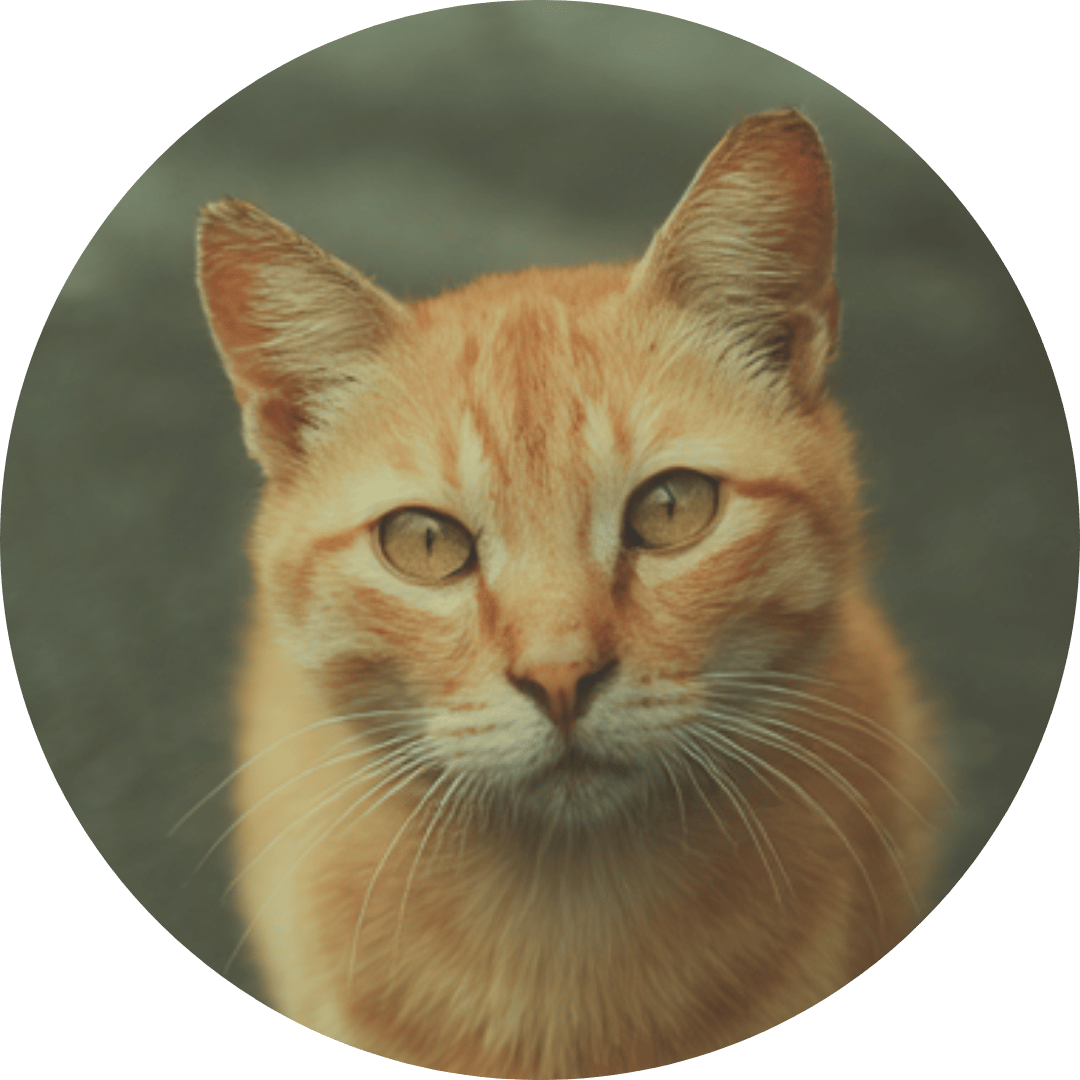 Si Oyen