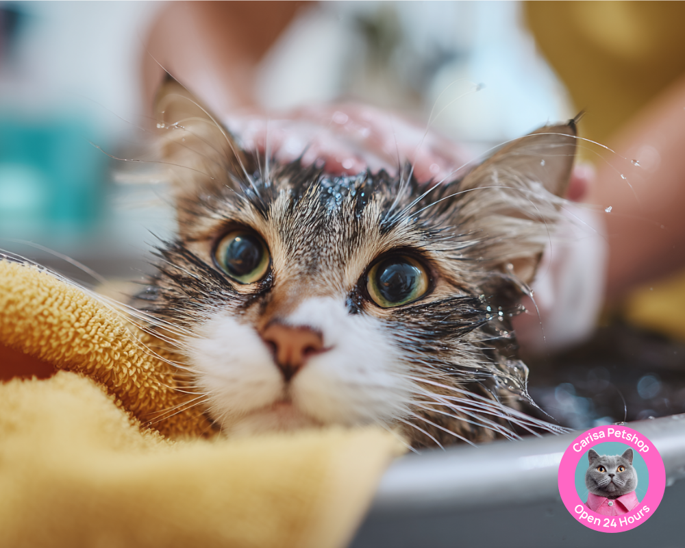 kucing harus mandi
