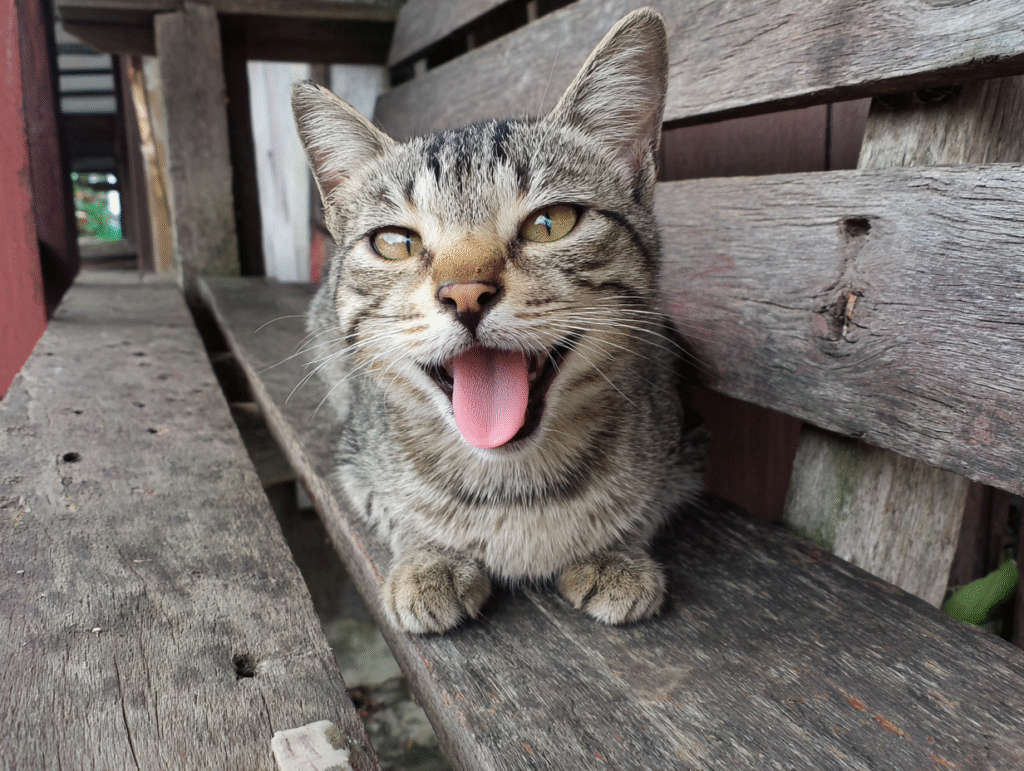 7 Penyebab Kucing Muntah Yang Wajib Kamu Tahu Sekarang